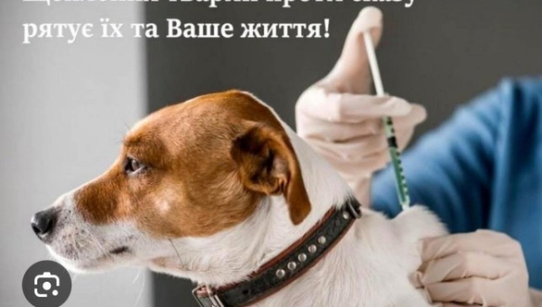 У Корці проведуть безкоштовне щеплення собак та котів проти сказу